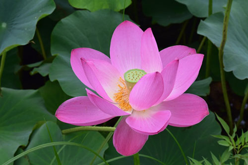 中國9種香的花：一種會為你引路，一種提煉的香精比黃金還貴！