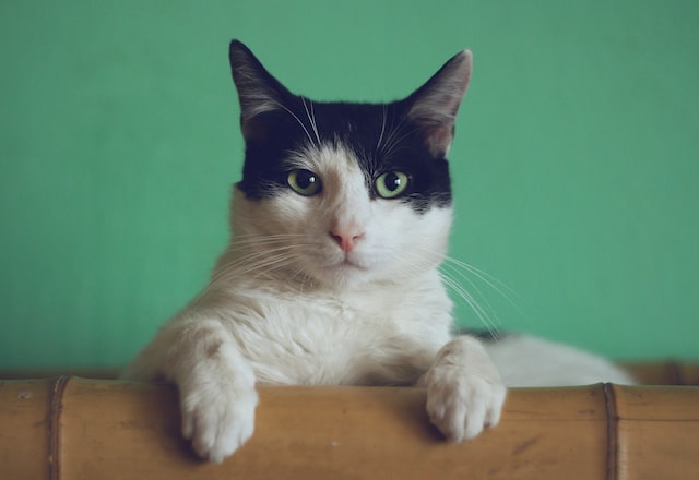 寵物貓咪們使用香波需要注意的幾大事項