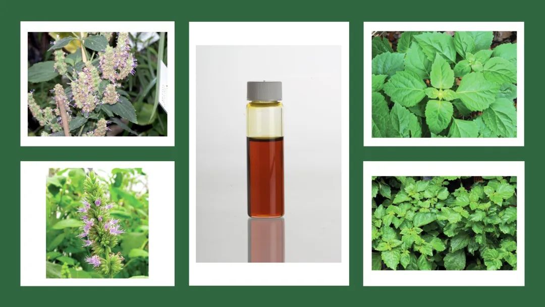 調香筆記(8)——50種常見的香水成分:氣味和起源