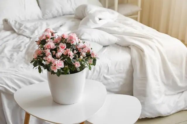 室內種植這幾種植物，讓你的房間充滿芳香，凈化空氣，芬芳室內